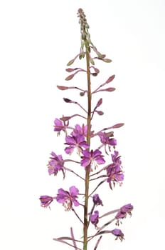 Weidenroeschen  Epilobium angustifolium