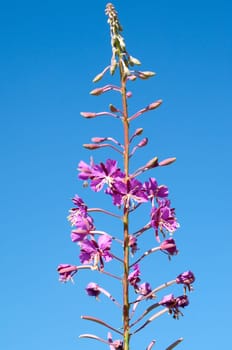 Weidenroeschen  Epilobium angustifolium