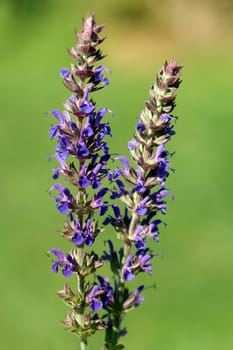 Salvia,nemorosa,East Frisia,Steppensagebei