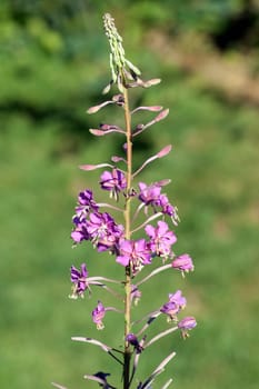 Weidenroeschen  Epilobium angustifolium