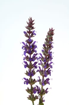Salvia, nemorosa, ostfriesland, Steppensalbei