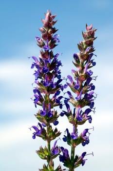 Salvia,nemorosa,East Frisia,Steppensagebei