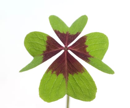 Gluecksklee, Oxalis tetraphylla, Vierblaettriger, Sauerklee