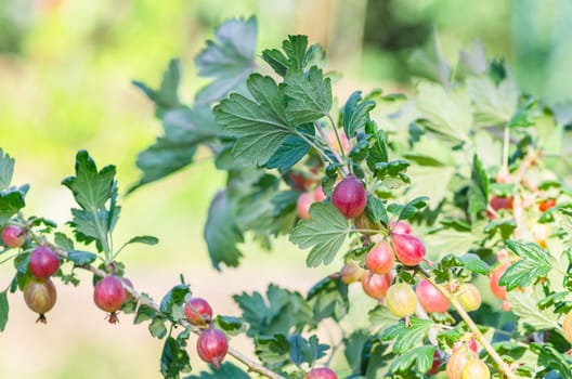Red ripe gooseberries on a branch with green leaves.