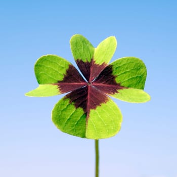 Gluecksklee, Oxalis tetraphylla, Vierblaettriger, Sauerklee