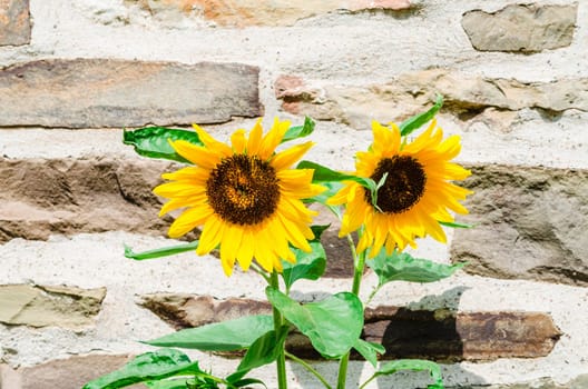 Two sunflowers in front of a wall.