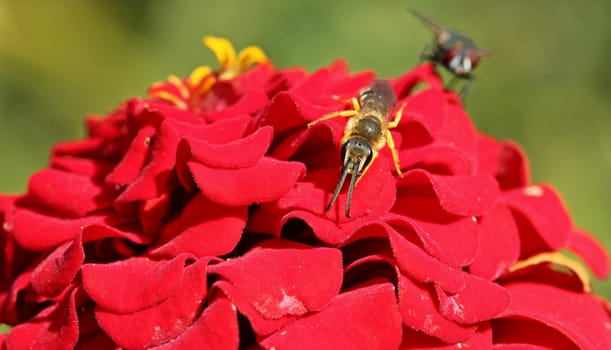 Male yellow-banded furrow bee (Halictus scabiosae) with bow tie on red zinnie