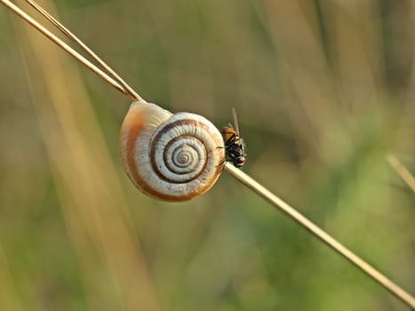 Western heath snail with bow tie
