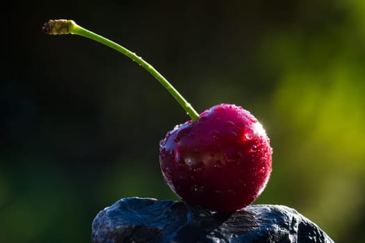 Cherry