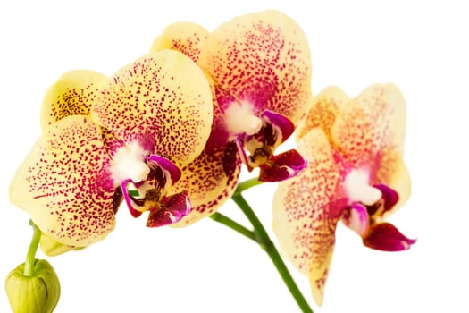 Orchid isolated on white background