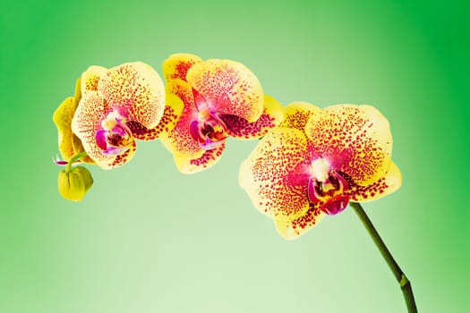 Orchid