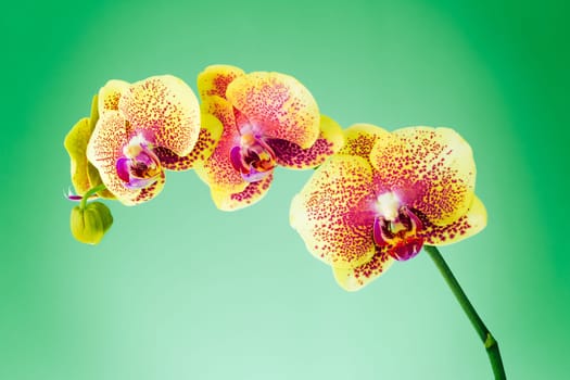 Orchid