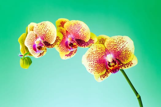 Orchid