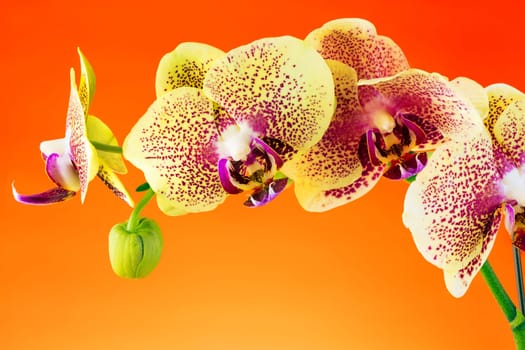 Orchid