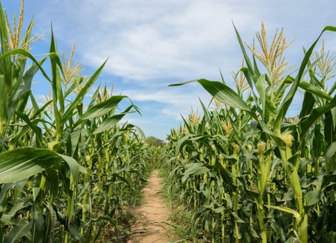 Green corn field in Thailand