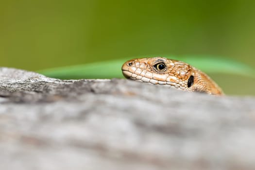 Lizard looks skeptically at the camera - macro shot