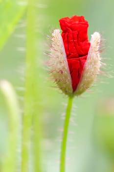 Closed poppy blossom - Papaver in a macro photo