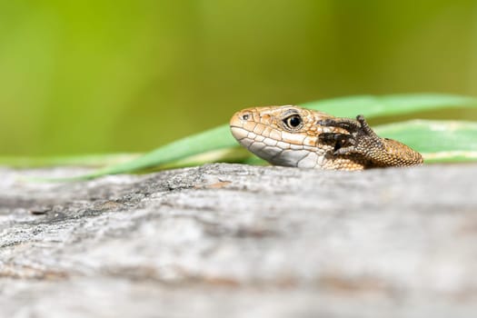 Lizard raises the paw to wave - macro shot