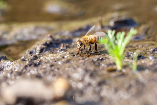 Western honeybee - Apis mellifera collecting water