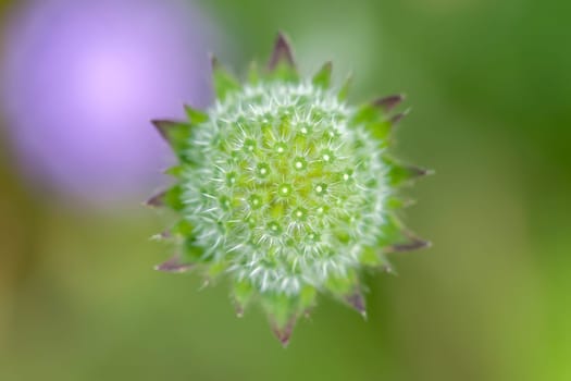 Field widow flower - Knautia arvensis in a macro photo