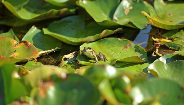 Pond frog (Pelophylax esculentus) between water lily leaves
