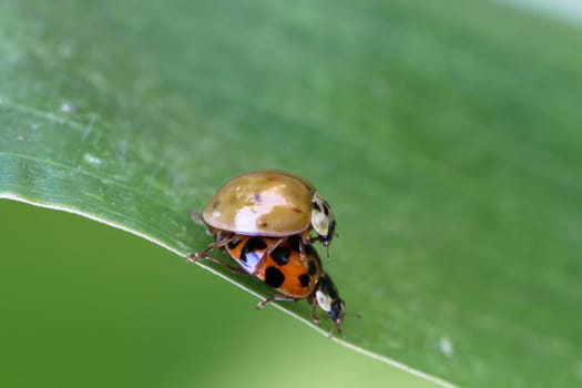 Pairing of the naval beetles