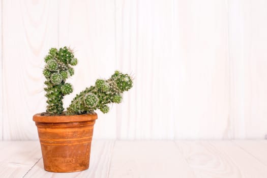 Cactus in pot on wooden background with copy space