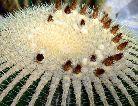 Echinocactus grusonii