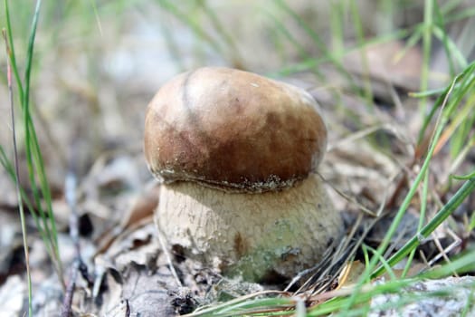 image of beautiful and small cep in the grass