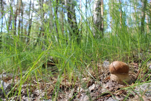 image of beautiful and small cep in the grass