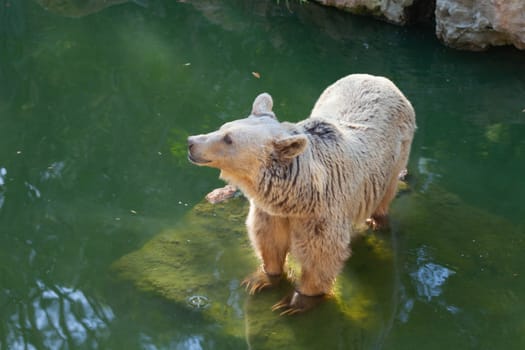 A brown bear with large claws stands in a river. High quality photo