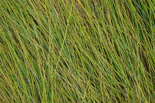 Background of long green blades of grass