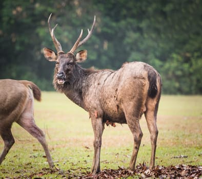 Male of the Sambar deer. Panorama
