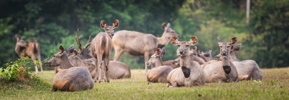 Herd of the Sambar deers. Panorama