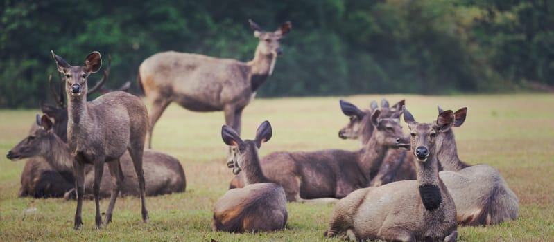 Herd of the Sambar deers. Panorama