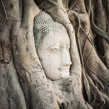 Buddha head overgrown by fig tree in Wat Mahathat. Ayutthaya historical park