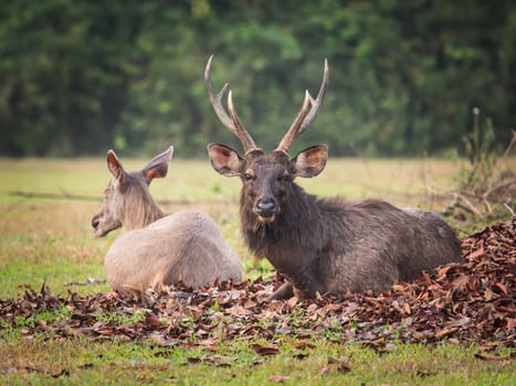 Couple of the Sambar deers.
