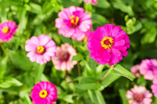 Gerbera or Daisy, Flower pink color and blur background
