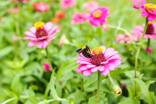 Gerbera or Daisy, Flower pink color with bumble bee and blur background