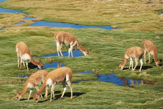 Family group of vicuna (Vicugna vicugna) grazing on coarse green grass covering a wetland area, also known as a bofedal in Spanish, high in the Atacama desert of north east Chile near Lauca National Park.