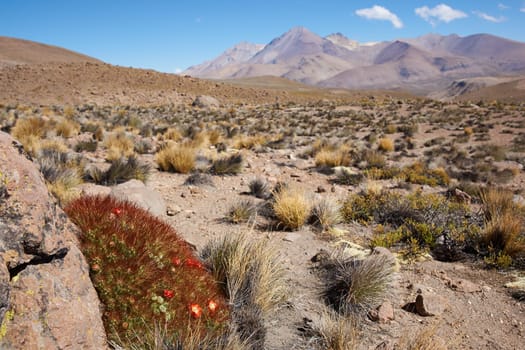 Red and yellow flowering cactus plant (Cumulopuntia boliviana) in the high altitude desert of Lauca National Park, northern Chile.