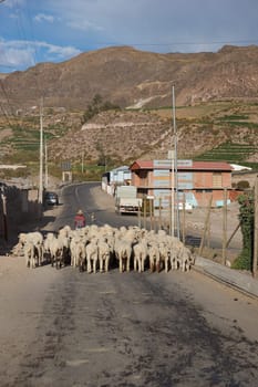 A shepherd leads a flock of sheep along a street in the small town of Putre in northern Chile.