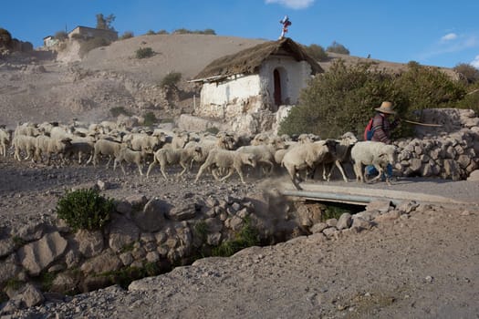 A shepherd with a flock of sheep crossing a bridge over a stream in the small town of Putre in northern Chile. SOme of the leading sheep make a break to drink in the stream.