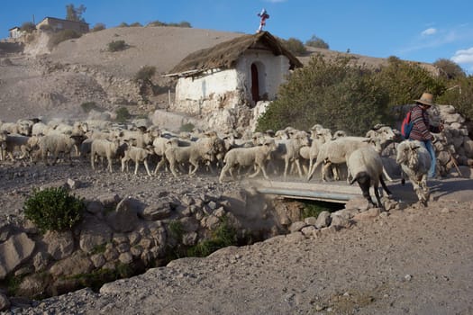 A shepherd with a flock of sheep crossing a bridge over a stream in the small town of Putre in northern Chile. SOme of the leading sheep make a break to drink in the stream.