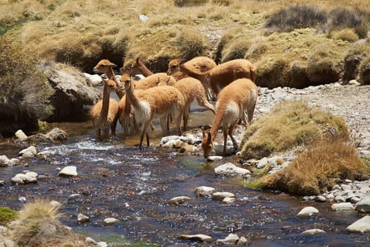 Family group of vicuna (Vicugna vicugna) drinking and bathing in a stream, high in the Atacama desert of north east Chile near Lauca National Park.