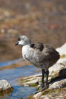 Chick of Giant Coot (Fulica gigantea) standing on the shore of Lake Chungara in the Altiplano of northern Chile.