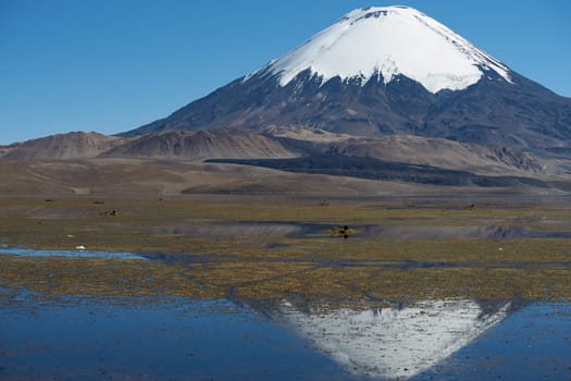 Snow capped Parinacota Volcano, 6,324m high, reflected in Lake Chungara in the Altiplano of northern Chile.
