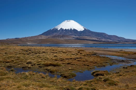 Snow capped Parinacota Volcano, 6,324m high, towering over Lake Chungara in the Altiplano of northern Chile.