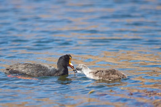 Giant Coot (Fulica gigantea) feeding a chick whilst swimming on Lake Chungara in the Altiplano of northern Chile.
