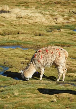 Alpaca grazing on course grass in the Altiplano of northern Chile.